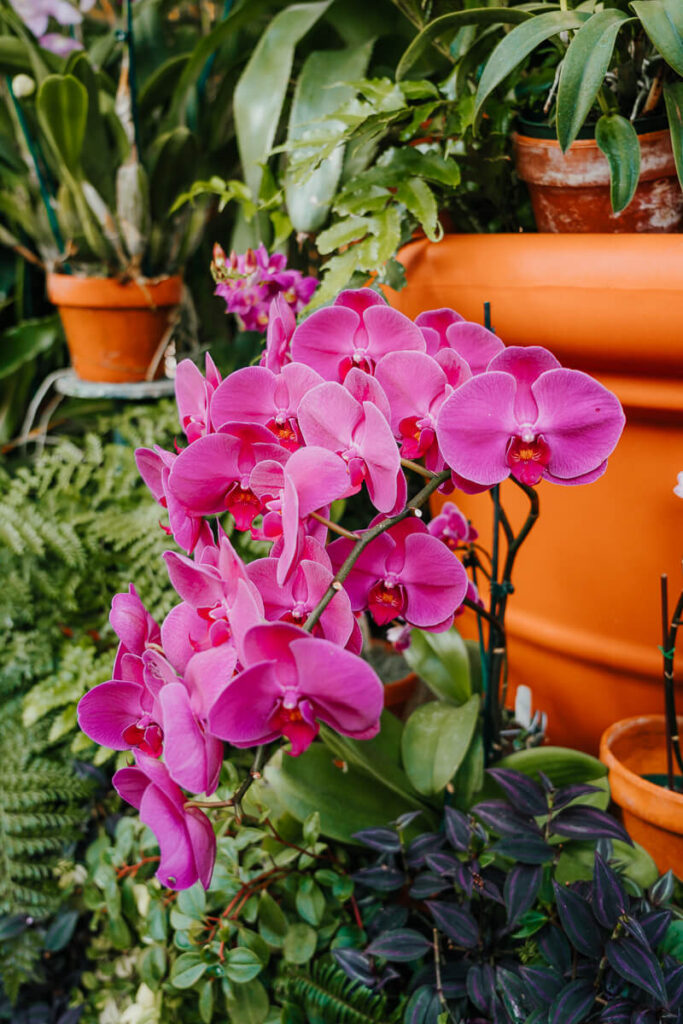 Pink orchid from the Orchid Room in Biltmore's Conservatory