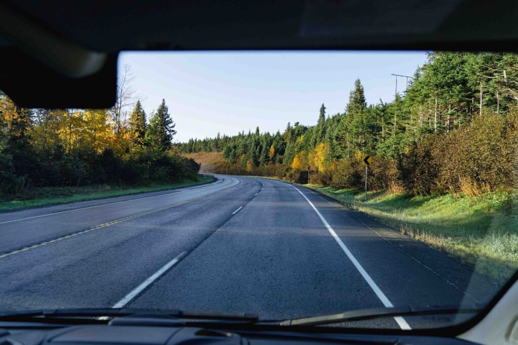 Road surrounded by evergreens 