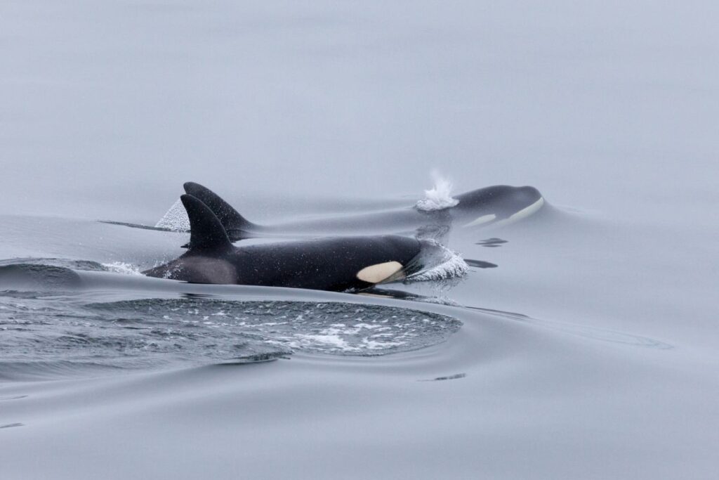 Two orcas swimming side by side