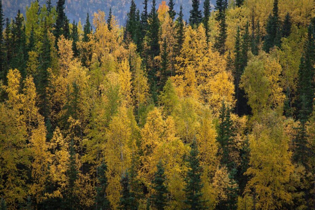 Close up of evergreens and yellow birches 